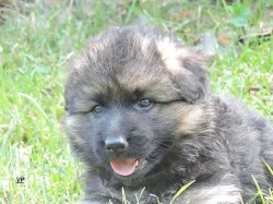 Prodáme štěňata NO s PP- poslední volní pejskové a